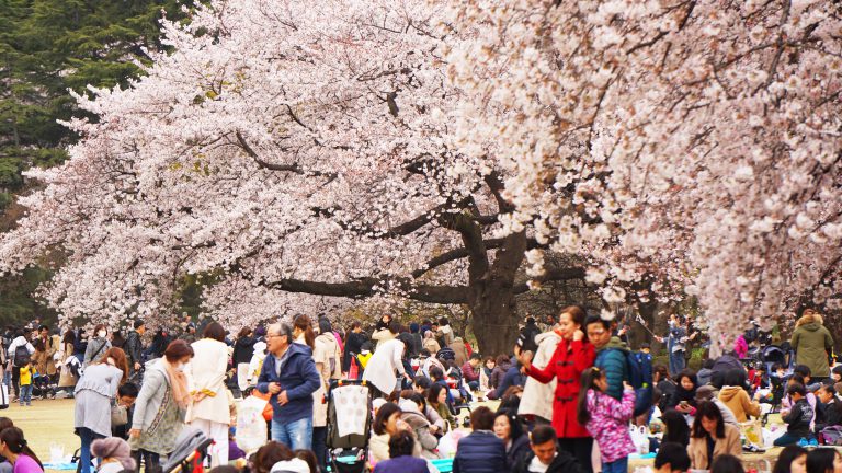 小編專欄-日本賞櫻情報總整理