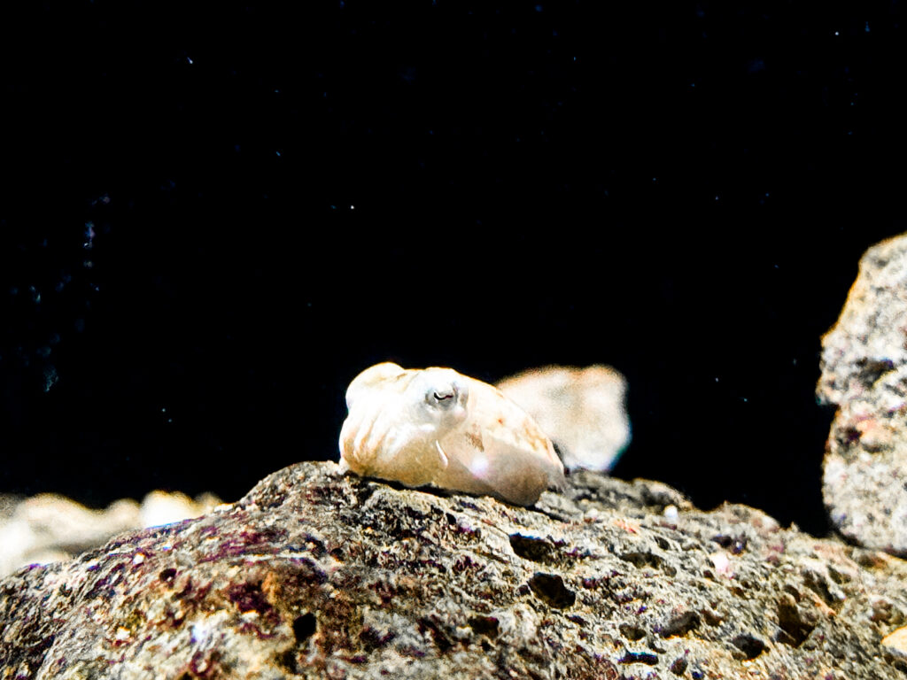 虎斑烏賊寶寶驚喜現身