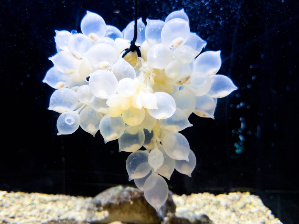 白色半透明的虎斑烏賊寶寶們