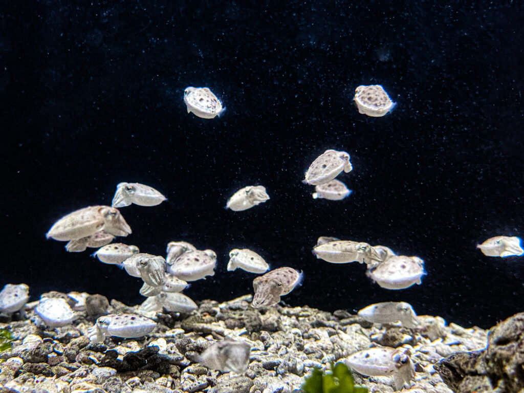 虎斑烏賊寶寶的誕生