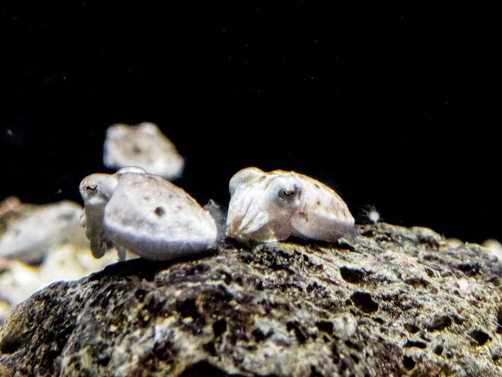 虎斑烏賊寶寶超萌模樣