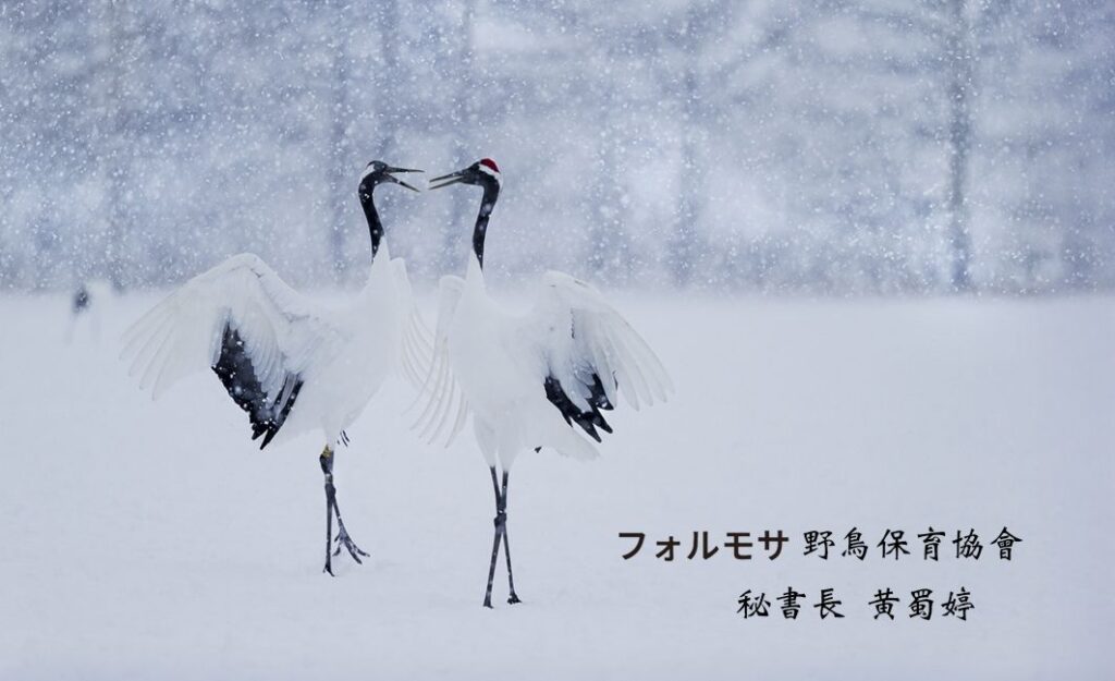 黃蜀婷秘書長鶴居村攝影作品（圖\福爾摩沙野鳥保育協會提供）