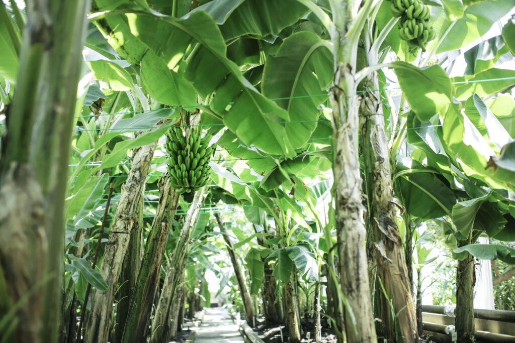 バナナ園